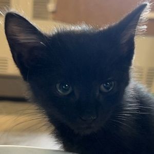 Meet your Posher, Leo